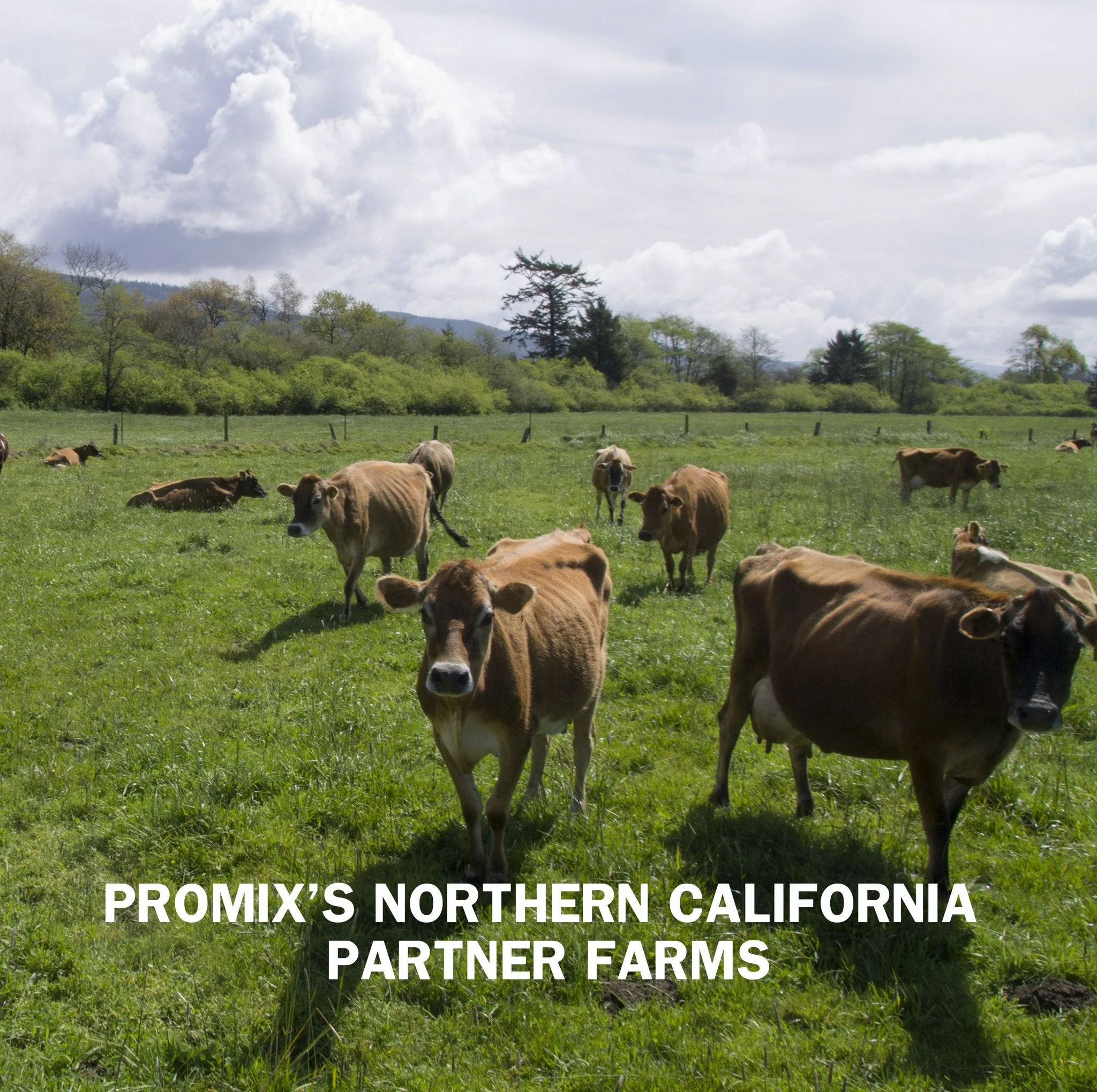 Promix Nutrition Vanilla Whey Protein Powder - Image 8